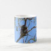 Koala Nickerchen Kaffeetasse (Mittel)