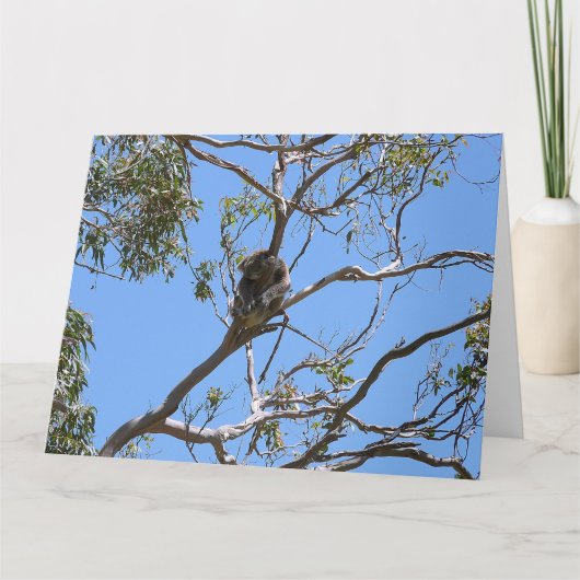 Koala Nickerchen Karte (Vorderseite)