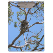 Koala Nickerchen Klemmbrett (Vorderseite)