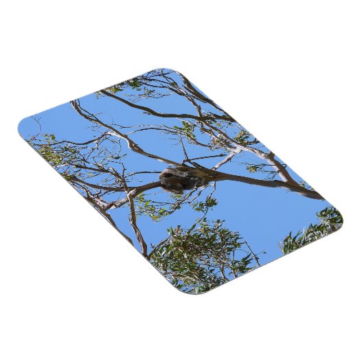 Koala Nickerchen Magnet (Rechte Seite)