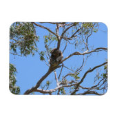 Koala Nickerchen Magnet (Horizontal)