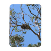 Koala Nickerchen Magnet (Vertikal)