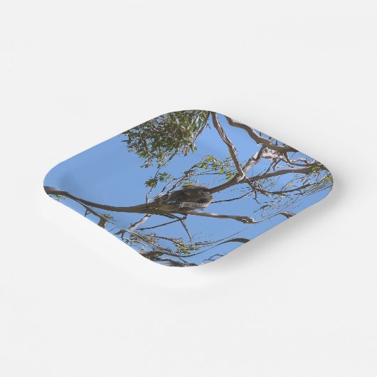 Koala Nickerchen Pappteller (Gewinkelt)