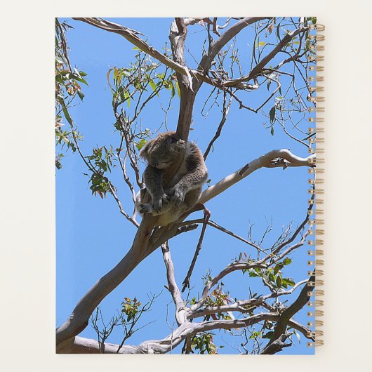 Koala Nickerchen Planer (Rückseite)