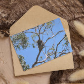 Koala Nickerchen Postkarte