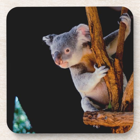 Koala Niedlich in Tree Gray Getränkeuntersetzer (Vorderseite)