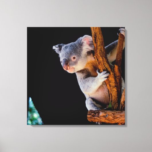 Koala Niedlich in Tree Gray Leinwanddruck (Vorderseite)