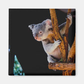 Koala Niedlich in Tree Gray Magnet (Vorne)