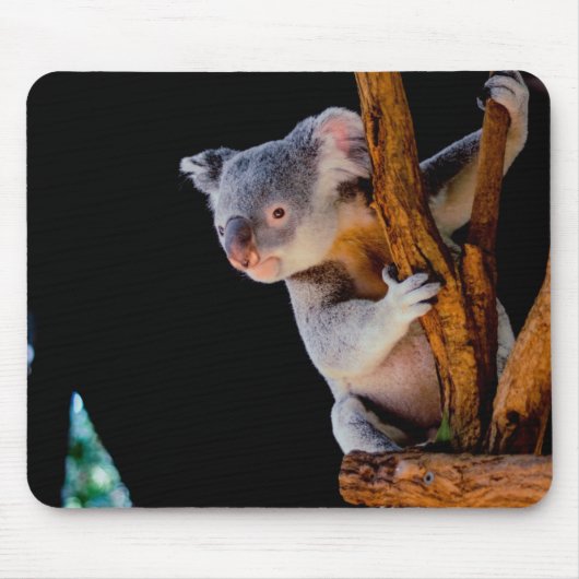 Koala Niedlich in Tree Gray Mousepad (Vorne)