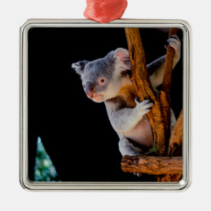 Koala Niedlich in Tree Gray Ornament Aus Metall