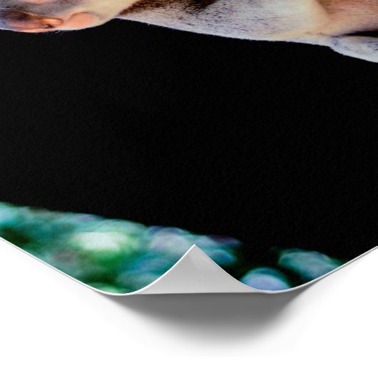 Koala Niedlich in Tree Gray Poster (Ecke)