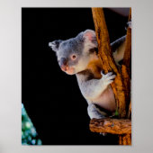 Koala Niedlich in Tree Gray Poster (Vorne)