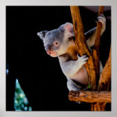 Koala Niedlich in Tree Gray Poster (Vorne)