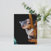 Koala Niedlich in Tree Gray Postkarte (Stehend Vorderseite)