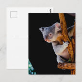Koala Niedlich in Tree Gray Postkarte (Vorne/Hinten)