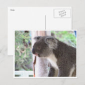 koala niedlich postkarte (Vorne/Hinten)