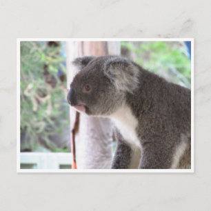 koala niedlich postkarte