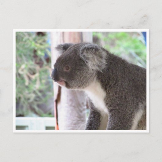 koala niedlich postkarte (Vorderseite)