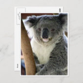 koala niedlich postkarte (Vorne/Hinten)