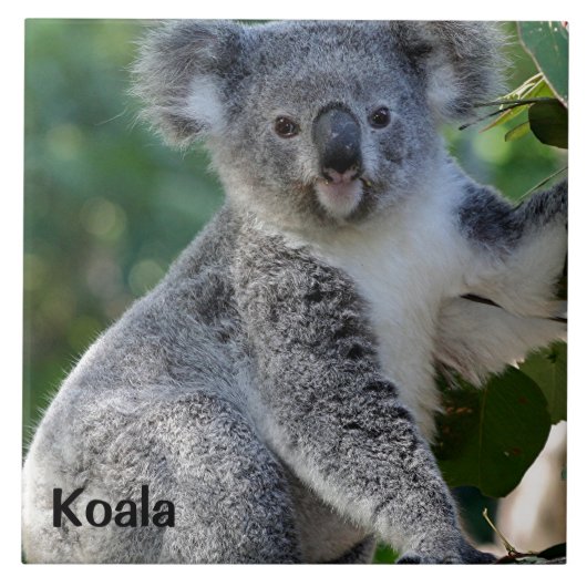 Koala: Niedliche, kuschelige australische Koala Fliese (Vorderseite)