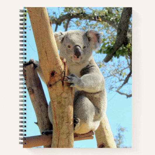 Koala-Notebook - 8.5x11, 8.5 x 8.5 oder Herzform Notizblock (Vorderseite)