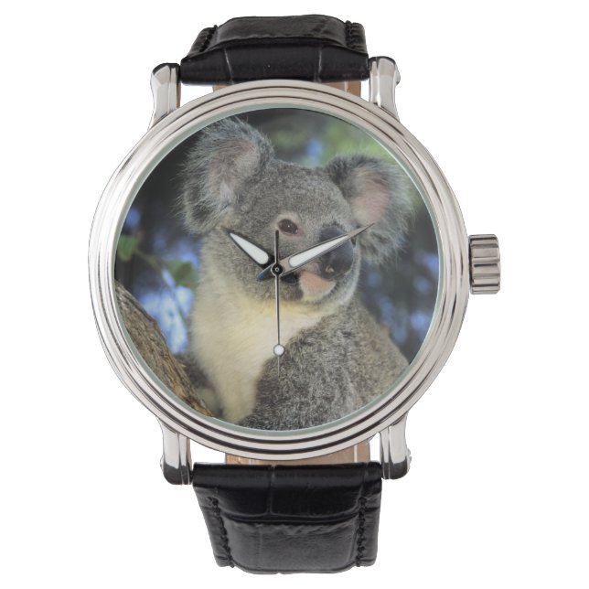 Koala, Phascolarctos cinereus, Australien Armbanduhr (Vorderseite)