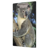 Koala, Phascolarctos cinereus), Australien, Klemmbrett (Links)