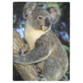 Koala, Phascolarctos cinereus), Australien, Klemmbrett (Rückseite)