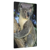 Koala, Phascolarctos cinereus), Australien, Klemmbrett (Rechts)