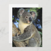 Koala, Phascolarctos cinereus, Australien Postkarte (Vorne/Hinten)