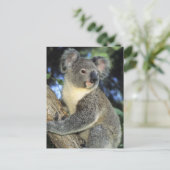 Koala, Phascolarctos cinereus, Australien Postkarte (Stehend Vorderseite)