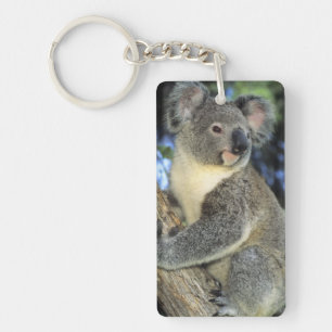 Koala, Phascolarctos cinereus, Australien Schlüsselanhänger