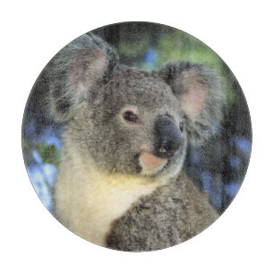 Koala, Phascolarctos cinereus, Australien Schneidebrett