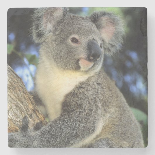Koala, Phascolarctos cinereus, Australien Steinuntersetzer (Vorderseite)