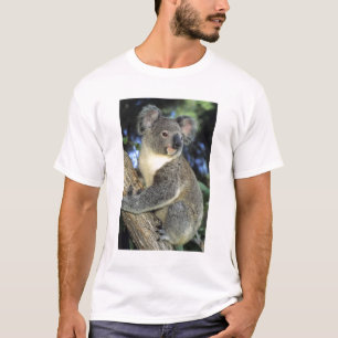 Koala, Phascolarctos cinereus), Australien, T-Shirt
