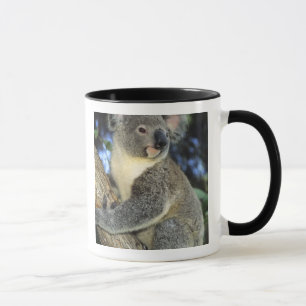 Koala, Phascolarctos cinereus), Australien, Tasse