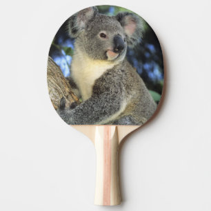 Koala, Phascolarctos cinereus), Australien, Tischtennis Schläger