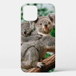 Koala, Phascolarctos cinereus, Frauen, die dich tr Case-Mate iPhone Hülle