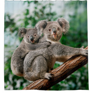 Koala, Phascolarctos cinereus, Frauen, die dich tr Duschvorhang