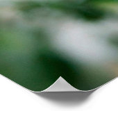 Koala, Phascolarctos cinereus, Frauen, die dich tr Poster (Ecke)