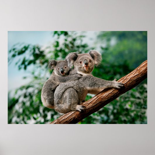 Koala, Phascolarctos cinereus, Frauen, die dich tr Poster (Vorne)