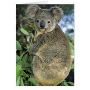 Koala, Phascolarctos cinereus), gefährdet,