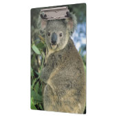 Koala, Phascolarctos cinereus), gefährdet, Klemmbrett (Links)