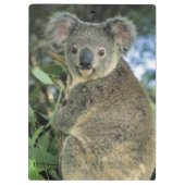 Koala, Phascolarctos cinereus), gefährdet, Klemmbrett (Rückseite)