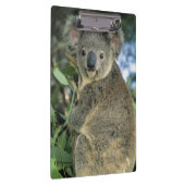 Koala, Phascolarctos cinereus), gefährdet, Klemmbrett (Rechts)