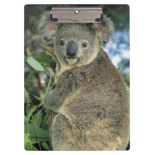 Koala, Phascolarctos cinereus), gefährdet, Klemmbrett