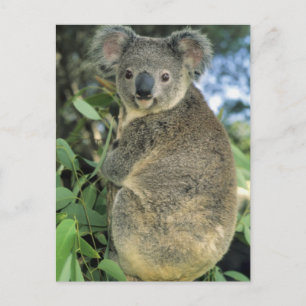 Koala, Phascolarctos cinereus), gefährdet, Postkarte