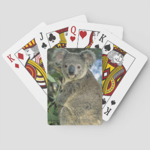 Koala, Phascolarctos cinereus), gefährdet, Spielkarten