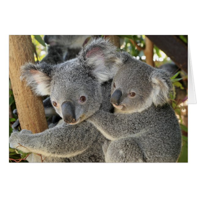 Koala Phascolarctos cinereus Queensland . (Vorderseite (Horizontal))
