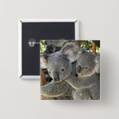 Koala Phascolarctos cinereus Queensland . Button (Vorne & Hinten)